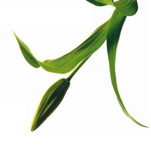 Creme traitante peaux mixte à grasse SOTHYS