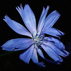 Evasion corps secret