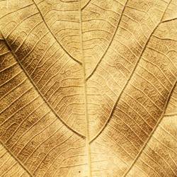 Soin Prestige Secret