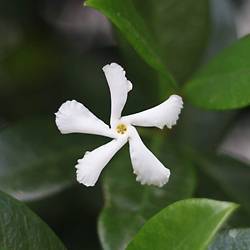 Soin Indonésie ancestral